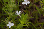 Rough hedge hyssop